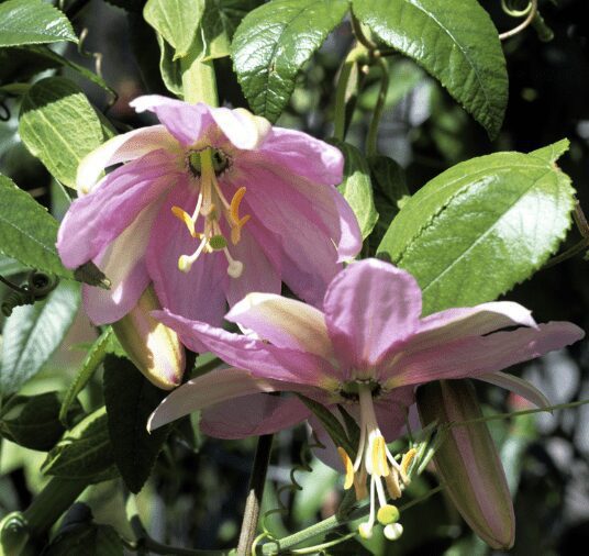 Passiflora mollissima