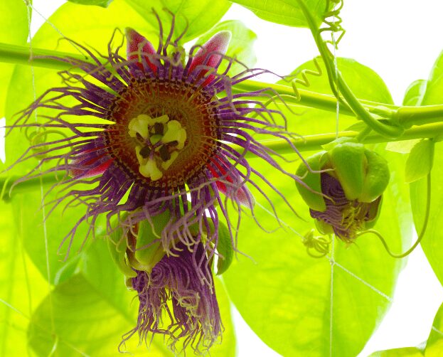 Passiflora quadrangularis AGM