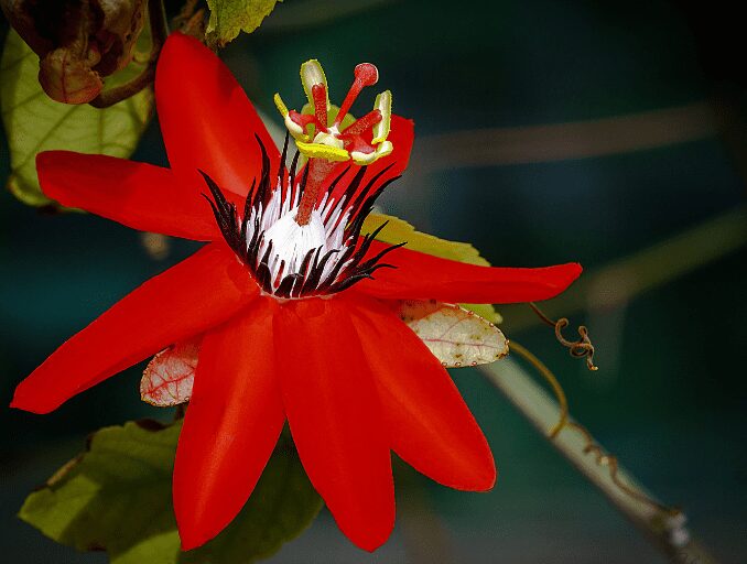 Passiflora x exoniensis AGM