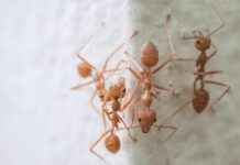 12 Natural Ways To Get Rid Of Plant Ants From Your Garden And House Plant Ants