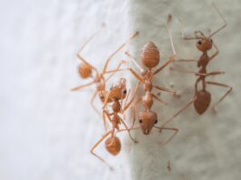 12 Natural Ways To Get Rid Of Plant Ants From Your Garden And House Plant Ants