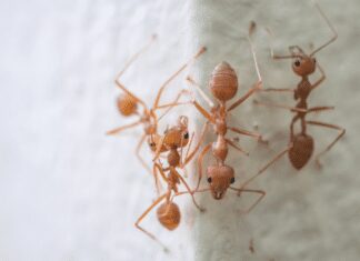 12 Natural Ways To Get Rid Of Plant Ants From Your Garden And House Plant Ants