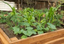 Raised Garden Beds Secrets: 3 Best Raised Garden Beds On Amazon Raised Garden Beds