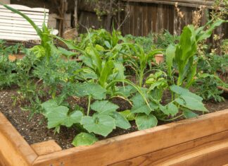 Raised Garden Beds Secrets: 3 Best Raised Garden Beds On Amazon Raised Garden Beds