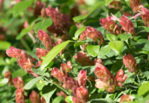 Shrimp Plant: Justicia Brandegeeana Is 1 Shrimp Resembling Plant Shrimp Plant