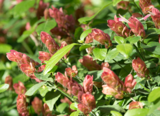 Shrimp Plant: Justicia Brandegeeana Is 1 Shrimp Resembling Plant Shrimp Plant