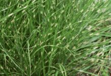How To Grow And Care For Zebra Grass Plant Zebra Grass