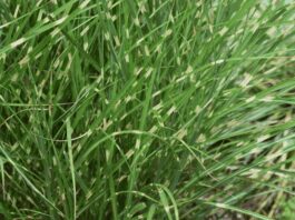 How To Grow And Care For Zebra Grass Plant Zebra Grass