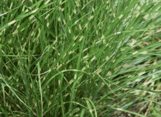 How To Grow And Care For Zebra Grass Plant Zebra Grass