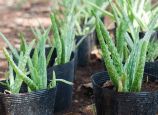 Aloe Vera Plant Care: 5 Tips To Keep Your Succulents Healthy Aloe Vera Plant Care