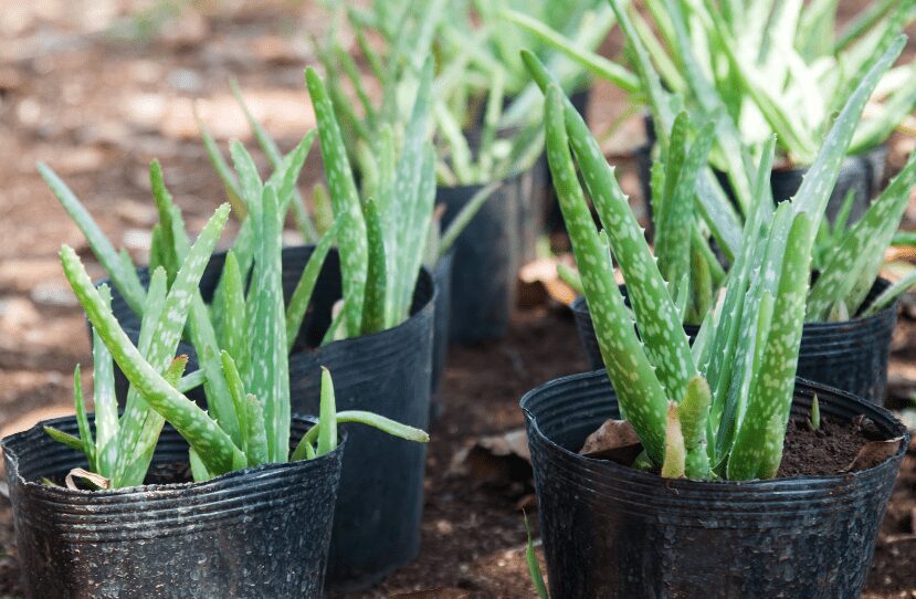 Aloe Vera Plant Care