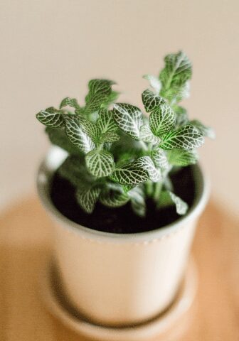 Fittonia Argyroneura