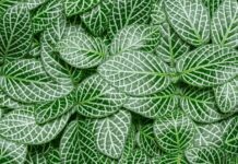 Fittonia Albivenis: How To Grow 5 Intense Nerve Plant Fittonia albivenis