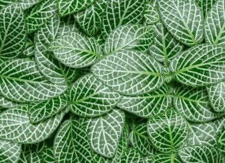 Fittonia Albivenis: How To Grow 5 Intense Nerve Plant Fittonia albivenis