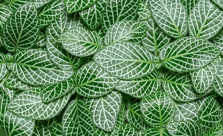 Fittonia albivenis