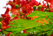Flame Tree Is The Brightest Tree In The World: 8 Most Spectacular Trees In The Garden Flame Tree
