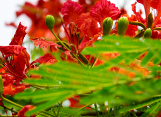 Flame Tree Is The Brightest Tree In The World: 8 Most Spectacular Trees In The Garden Flame Tree