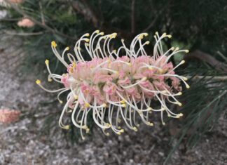 Grevilleas Are Amazing Australian Plants: 10 Most Common Grevillea Plants Grevillea