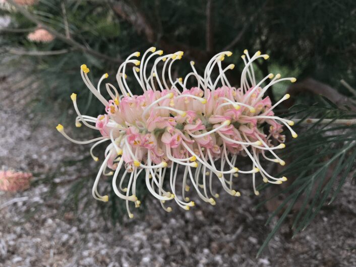 Grevillea