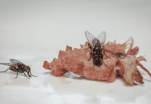 How To Get Rid Of Flies Inside: The 3 Simple Key Tricks How To Get Rid Of Flies Inside