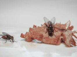 How To Get Rid Of Flies Inside: The 3 Simple Key Tricks How To Get Rid Of Flies Inside