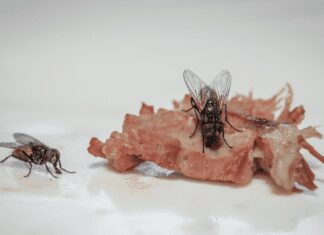 How To Get Rid Of Flies Inside: The 3 Simple Key Tricks How To Get Rid Of Flies Inside