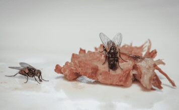 How To Get Rid Of Flies Inside: The 3 Simple Key Tricks How To Get Rid Of Flies Inside