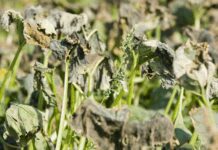 How To Stop Plants From Wilting In The Heat: 5 Methods To Revitalize Your Plants How To Stop Plants From Wilting