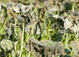 How To Stop Plants From Wilting In The Heat: 5 Methods To Revitalize Your Plants How To Stop Plants From Wilting