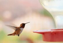 Best 3 Hummingbird Feeders: How To Invite Hummingbirds To Your BackYard Hummingbird Feeders