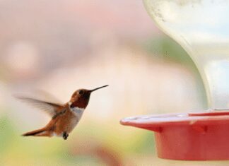 Best 3 Hummingbird Feeders: How To Invite Hummingbirds To Your BackYard Hummingbird Feeders