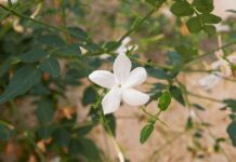Jasminum Grandiflorum: 1 Best Jasmine To Grow Jasminum grandiflorum