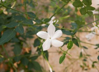Jasminum Grandiflorum: 1 Best Jasmine To Grow Jasminum grandiflorum
