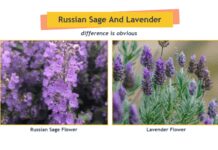 Lavender Vs Russian Sage: 1 Obvious Difference You Need To Know Lavender Vs Russian Sage