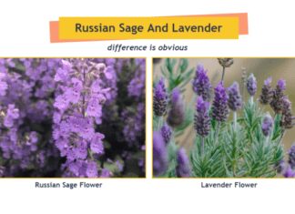 Lavender Vs Russian Sage: 1 Obvious Difference You Need To Know Lavender Vs Russian Sage