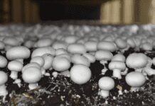 Mushrooms Growing In Yard: Ultimate Guide To Growing Mushrooms At Home Mushrooms Growing In Yard