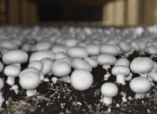 Mushrooms Growing In Yard: Ultimate Guide To Growing Mushrooms At Home Mushrooms Growing In Yard