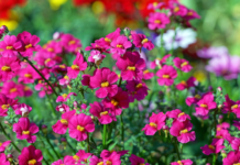 Nemesia Plant Is Number 1 In Flamboyant Color Varieties Nemesia