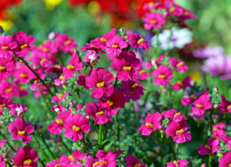 Nemesia Plant Is Number 1 In Flamboyant Color Varieties Nemesia