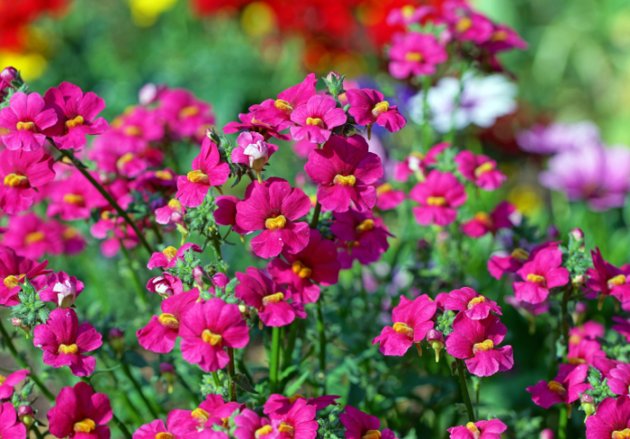 Nemesia Plant Care How To Grow Nemesia Flowers In Pots Beds Baskets