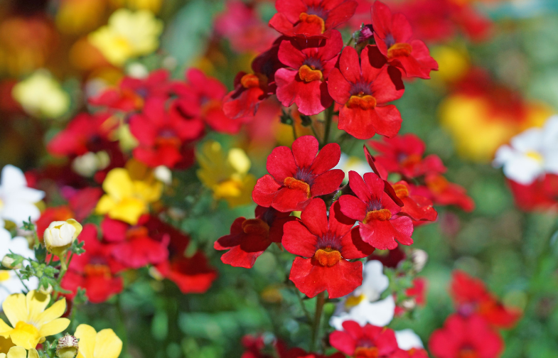 Nemesia Plant Care How To Grow Nemesia Flowers In Pots Beds Baskets