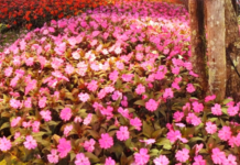New Guinea Impatiens: Why New Guinea Impatiens Wilt New Guinea Impatiens