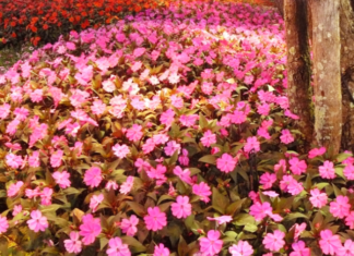 New Guinea Impatiens: Why New Guinea Impatiens Wilt New Guinea Impatiens