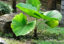 Ruffled Fan Palm Growing Plus 4 Essential Tips Ruffled fan palm