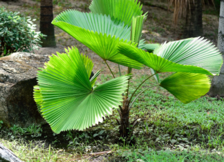 Ruffled Fan Palm Growing Plus 4 Essential Tips Ruffled fan palm