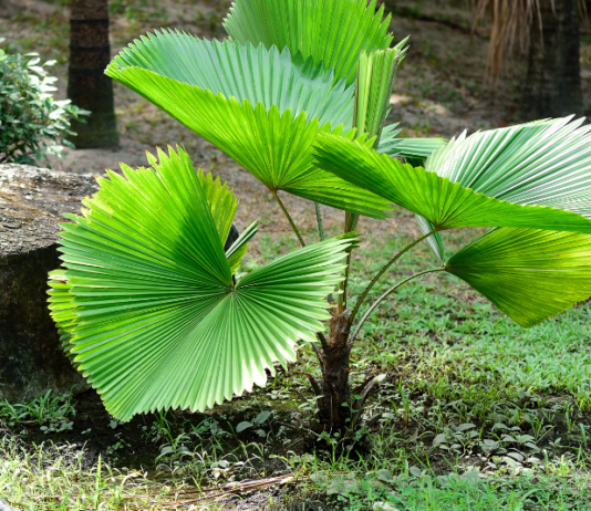 Ruffled Fan Palm Growing Plus 4 Essential Tips Ruffled fan palm
