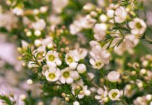 White Wax Flowers: 5 Wax Flowers Intense Varieties To Check White Wax Flowers