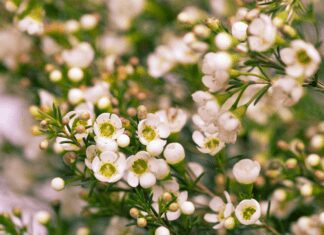 White Wax Flowers: 5 Wax Flowers Intense Varieties To Check White Wax Flowers