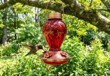 The Best Hummingbird Feeders (2026): Reviews & DIY Nectar Guide A vibrant hummingbird drinking nectar from a red hanging feeder in a backyard.