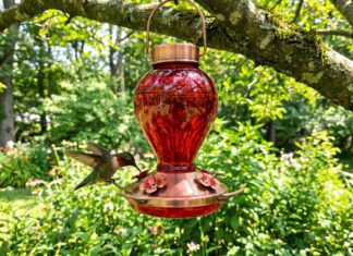 The Best Hummingbird Feeders (2026): Reviews & DIY Nectar Guide A vibrant hummingbird drinking nectar from a red hanging feeder in a backyard.